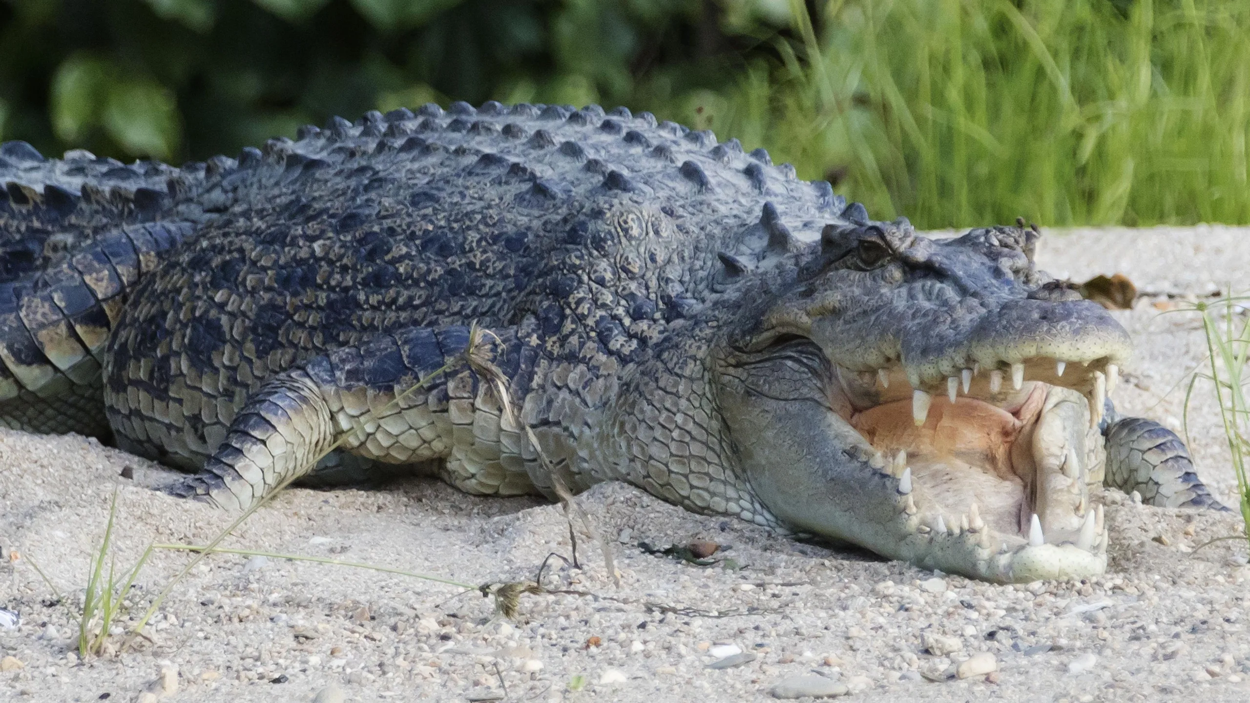 An Australian saltwater crocodile basks on a riverbank