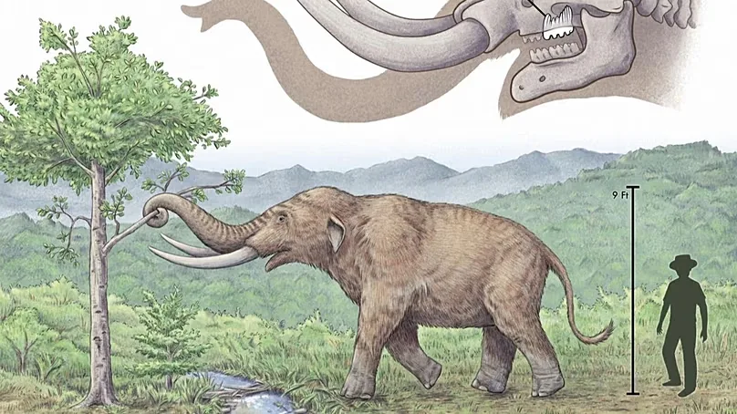 A diagram shows a Pacific mastodon and the location of the fossilised tooth found in California.