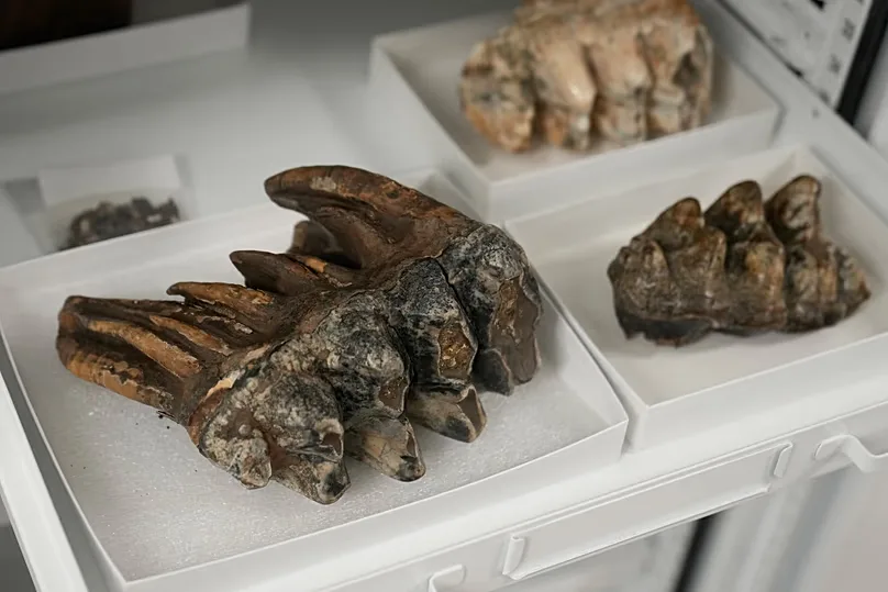 A fossilised tooth from a Pacific mastodon, an extinct elephant-like animal that lived in North America during the Ice Age.