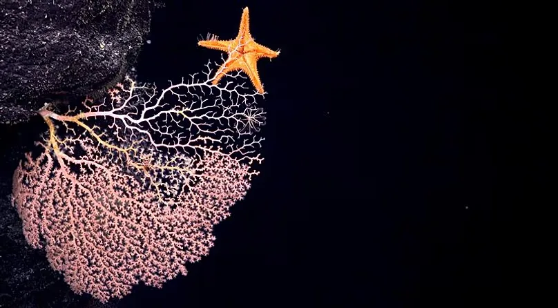 Deep-sea corals.