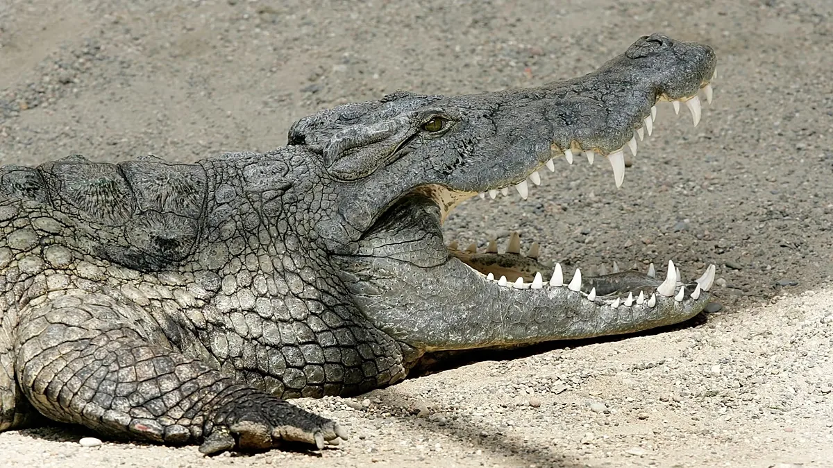 FILE: A nile crocodile (crocodylus niloticus) in the zoo of Basel, 13 June 2007
