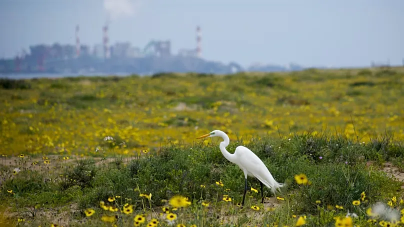 FILE: A heron stands among blooming flowers in the Atacama Desert near Copiapó, Chile, on Tuesday 4 October 2022.