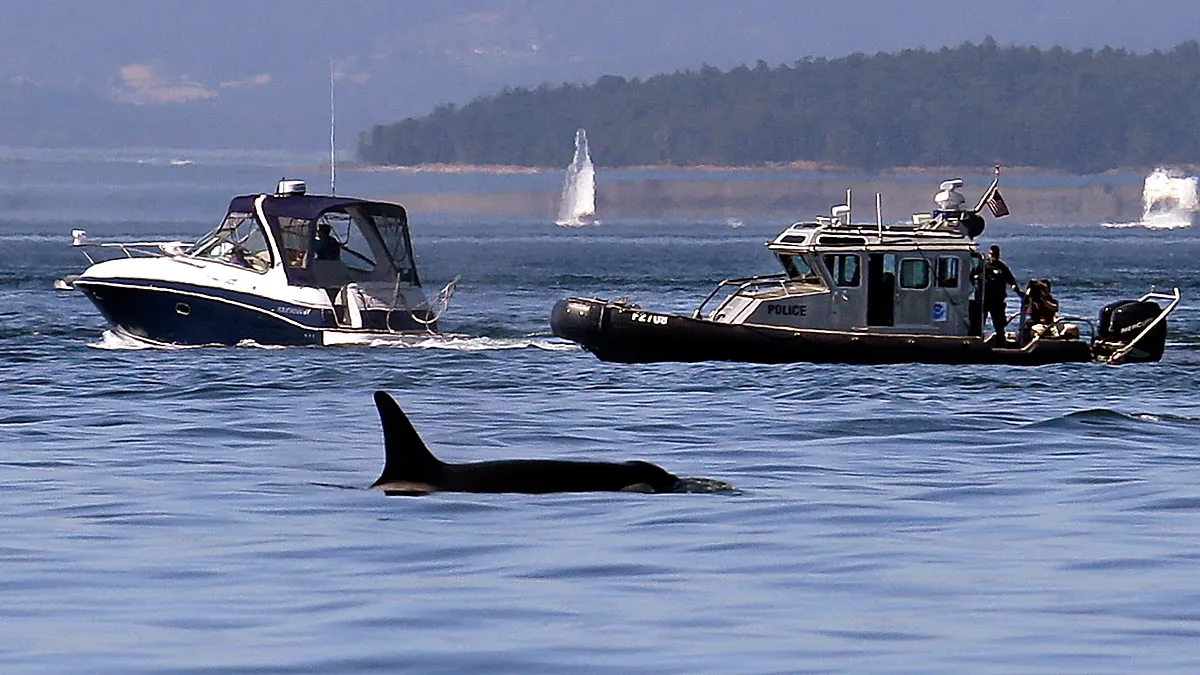 In this photo taken July 31, 2015, a NOAA law enforcement patrol boat, right, is stopped near a recreational boat going past as an orca whale swims in view in the Salish Sea.