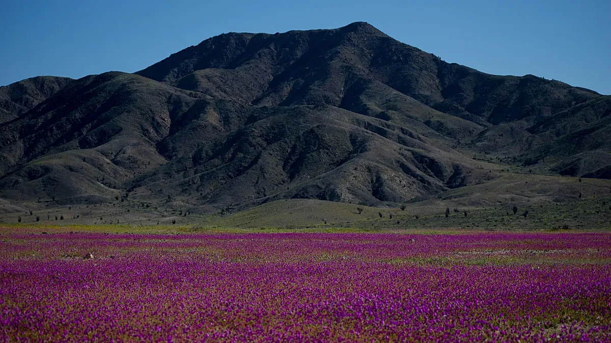 FILE: Flowers cover the Atacama Desert near Copiapó, Chile, on Tuesday 4 October 2022.