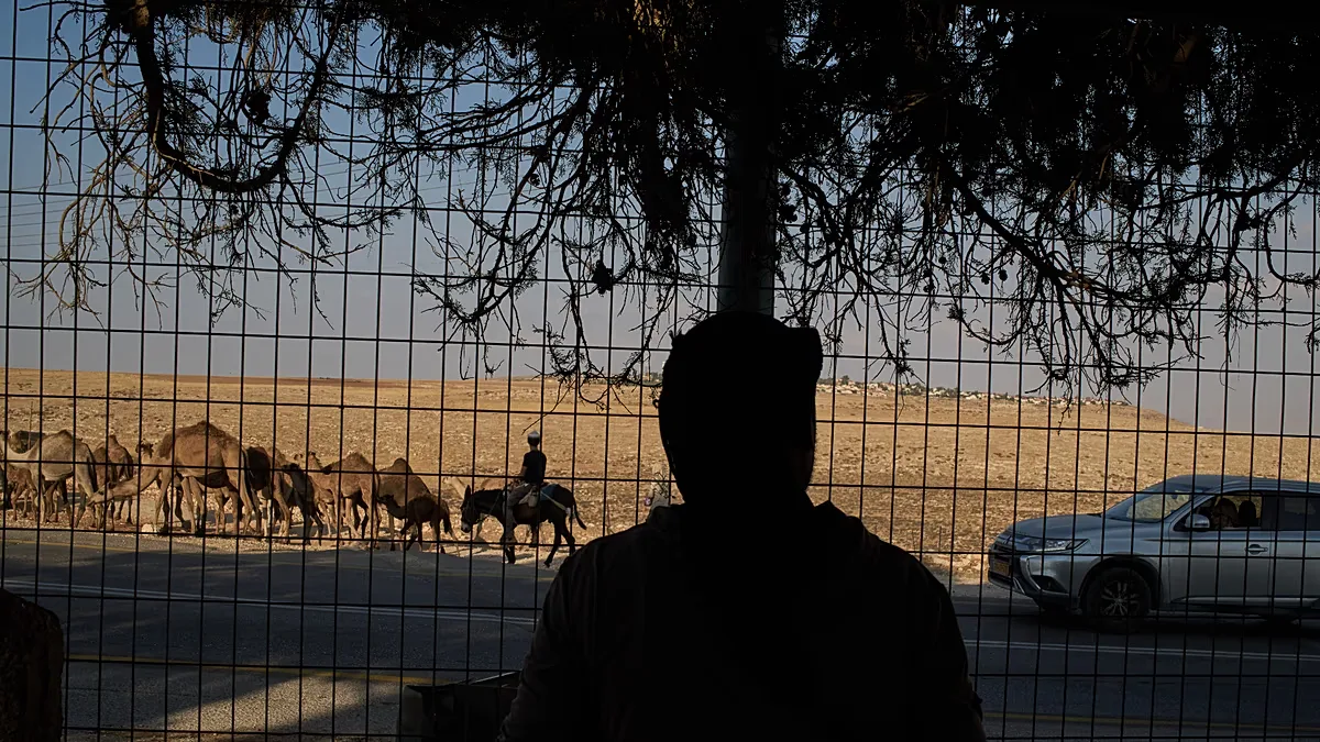 Israeli settler moves with his camels toward an outpost near his family compound in the outskirts of the West Bank town of Taybeh, Thursday, Sept. 24, 2026.