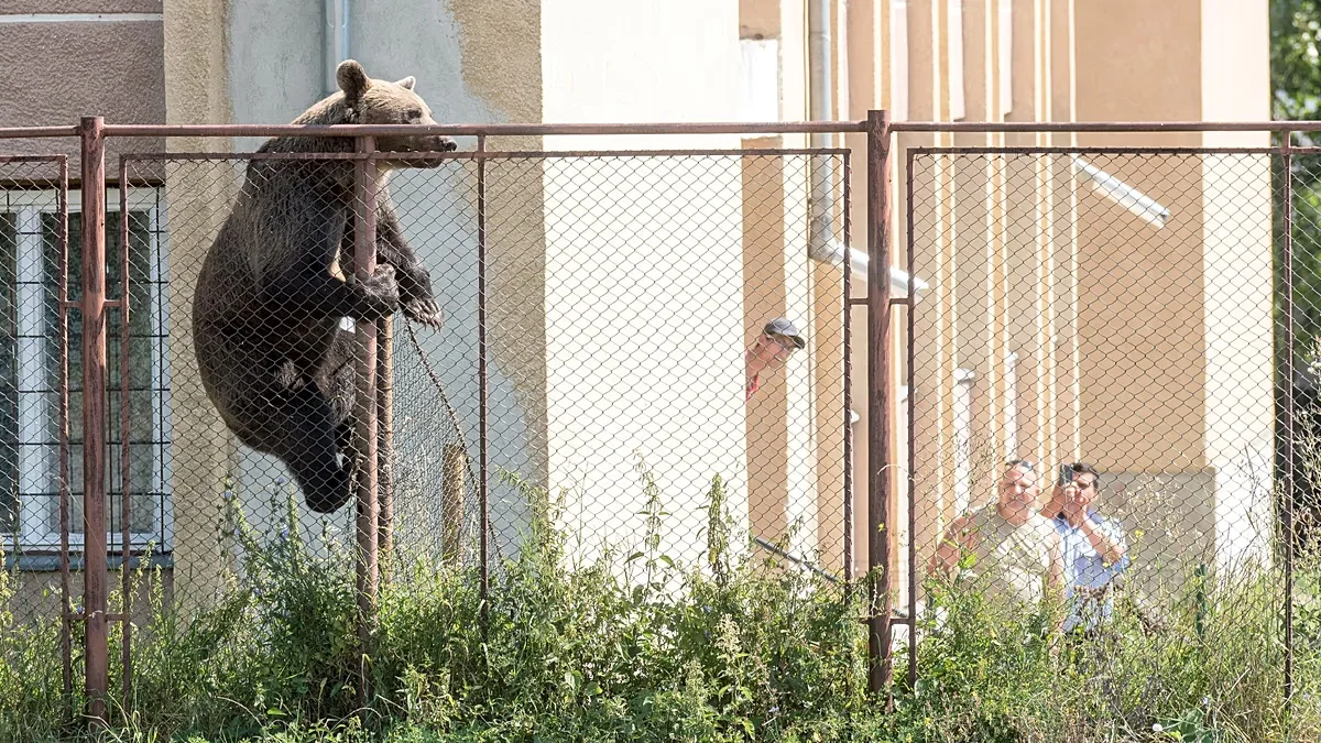 A bear that climbed into a school in the Transylvanian town of Miercurea Ciuc is being chased out.