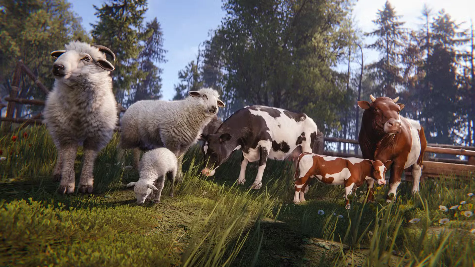 sheep and cattle rust