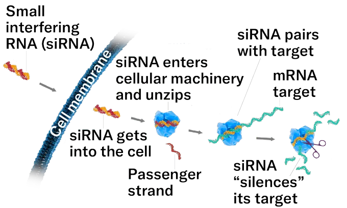 A graphic showing how RNA interference works. A red and orange strand of RNA are shown twisted together and labeled small interfering RNA (siRNA) outside a blue curve representing a cell membrane. The siRNA gets into the cell. Then it is shown nestled in a blue irregular circle representing a cellular machine. The siRNA unzips. The red passenger strand is seen floating away. In the next panel, the orange siRNA twists around part of a teal mRNA strand. Then a pair of scissors is shown snipping the mRNA to bits.