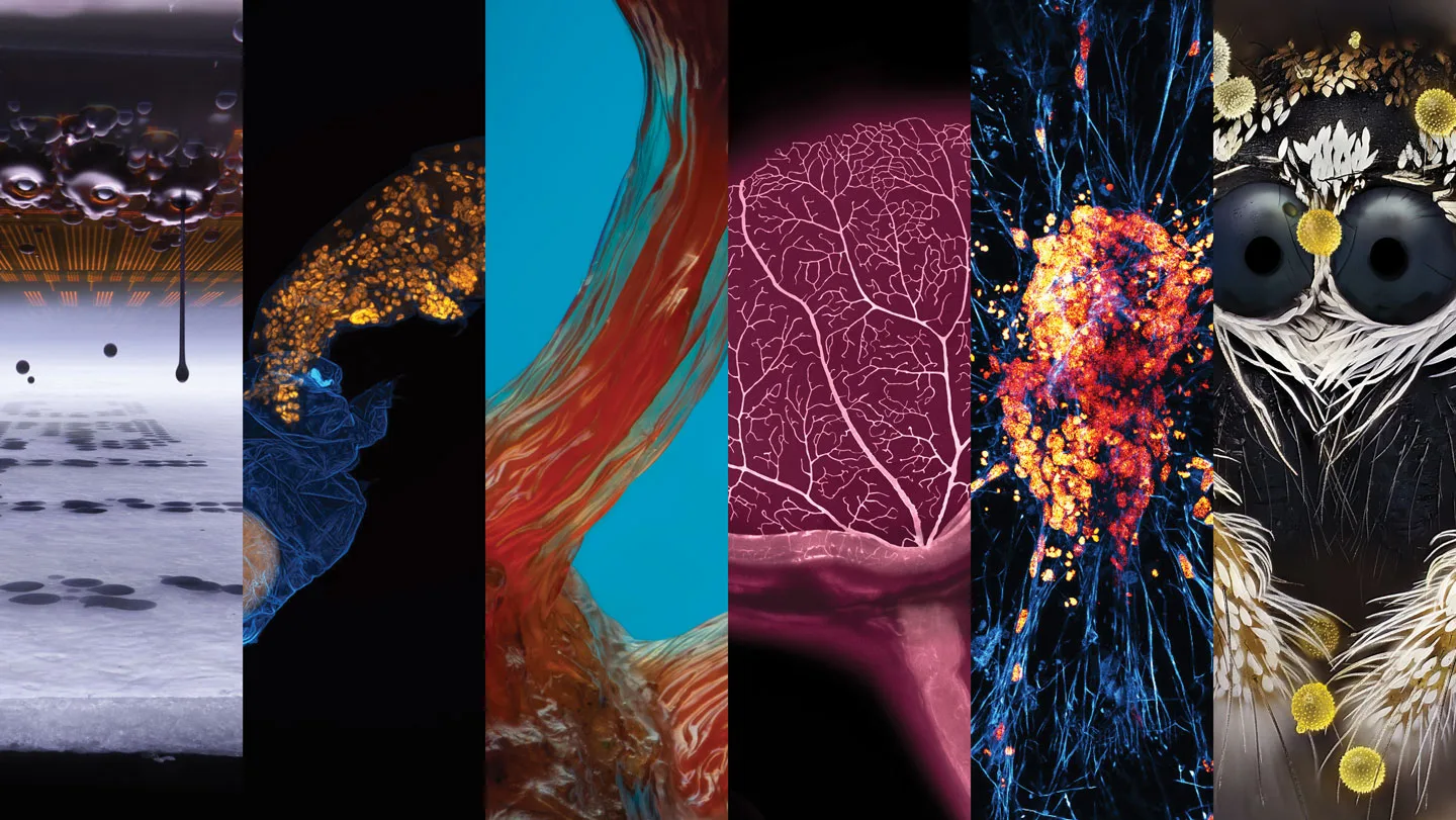 Collage of microscope images showing ink droplets, a pollen-dusted jumping spider, blood vessels in a mouse eye, a molting tardigrade with an egg, slime mold and human neurons