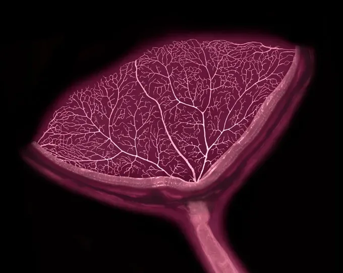 Blood vessels branch through a mouse eye in a pattern resembling a flower