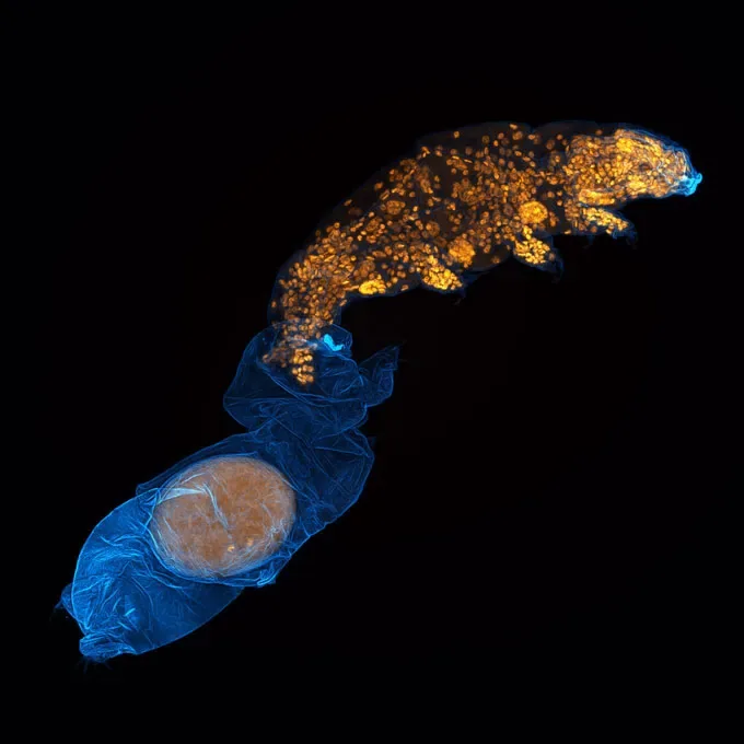 A tardigrade emerges from its shed outer covering, leaving an egg inside.