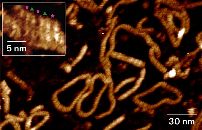 Strands of DNA looks like brown yarn against a black background in an atomic force microscope image. In the upper left is a zoomed in view.