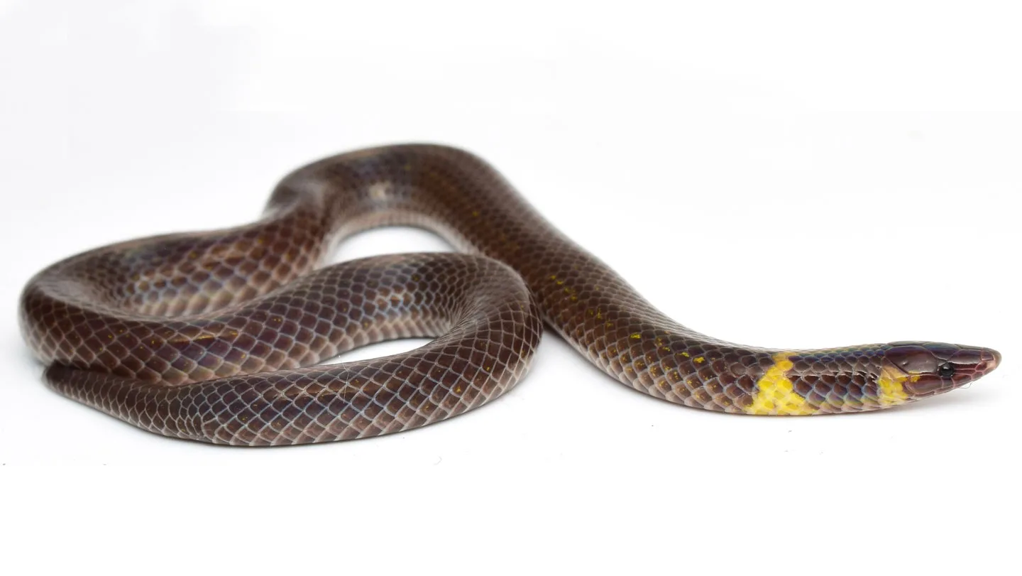 A photo of a Pseudorabdion saravacense snake