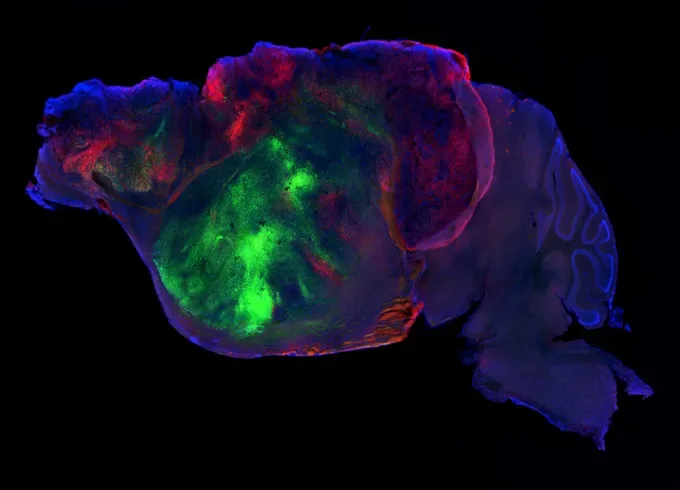 A deep blue/purple shape set against a black background lights up with blobs and areas of red and blue low
