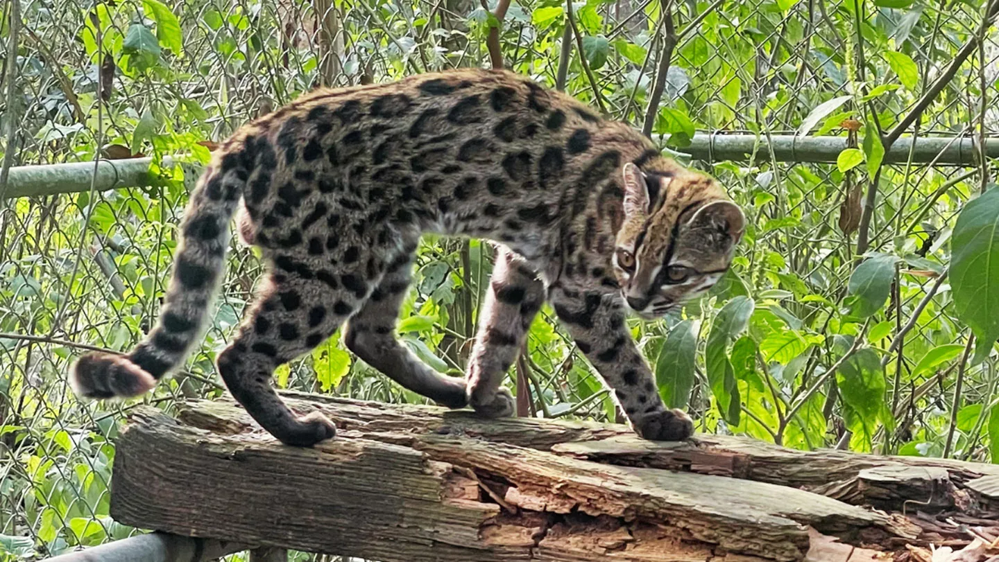 A spotted tiger cat walks on board surrounded by greenery.