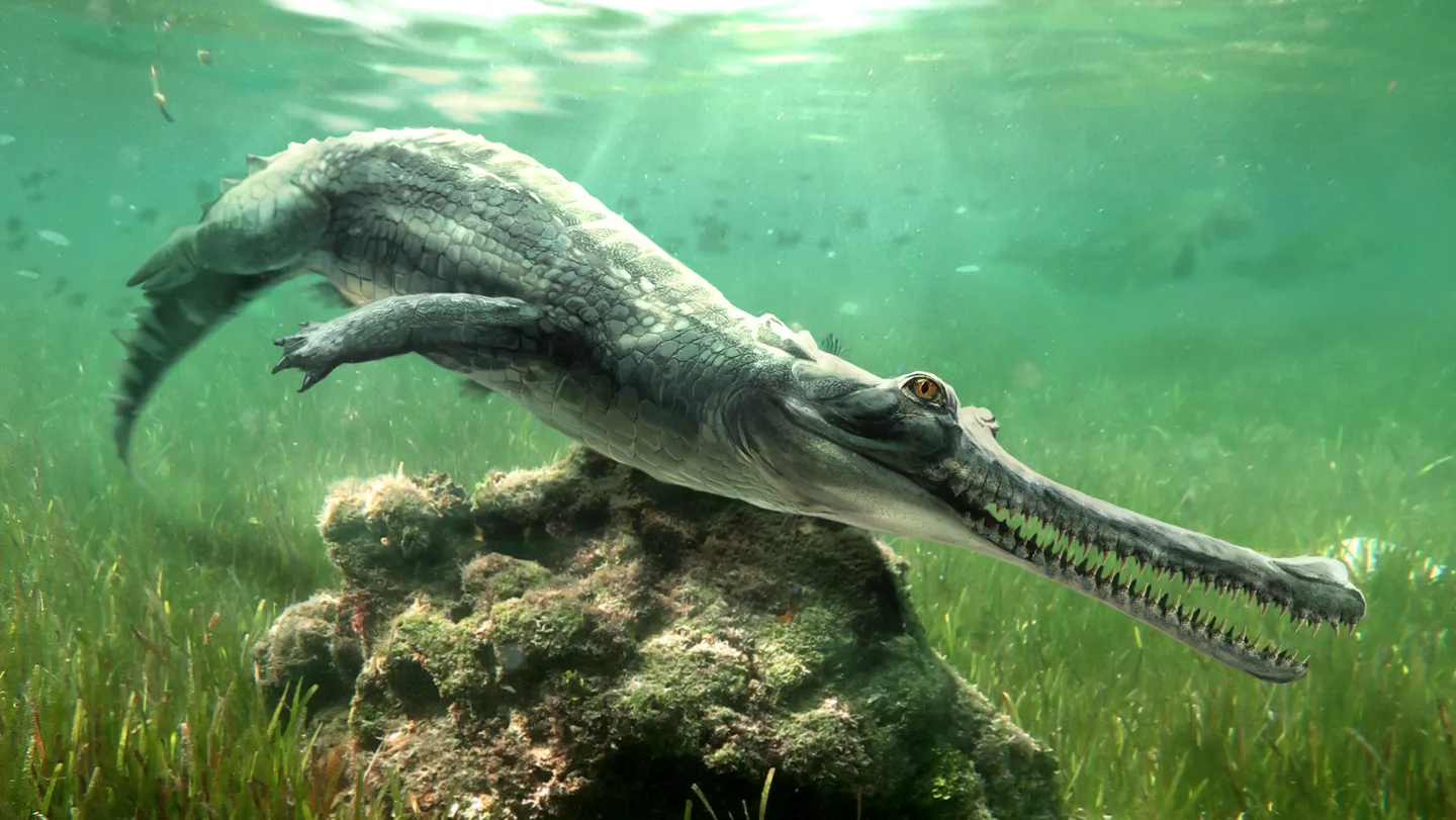 An illustration of a crocodilian animal with a long, sawlike mouth, swimming next to a mossy rock in bright green, murky water