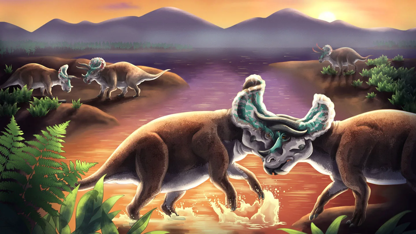 An illustration of two Triceratops locking horns, while others in the background are standing face to face, perhaps on the verge of tussling.