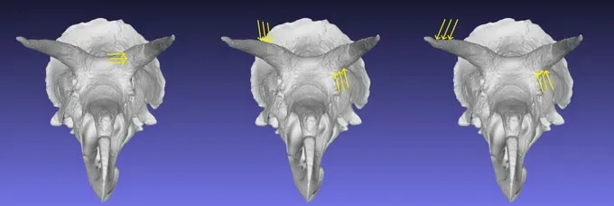 Three models of the head of a Triceratops show different ways researchers tested the kind of force the skulls could withstand during combat. Yellow arrows point to where on the skull force is being applied in these computer simulations.