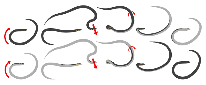 A graphic showing how these snakes cartwheel by how they move their bodies