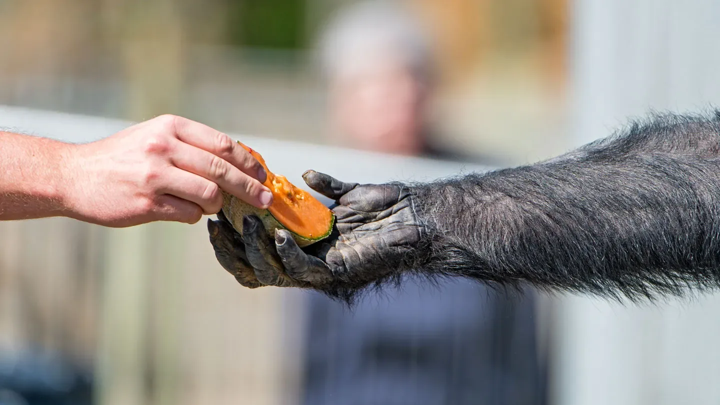 A human hand puts a wedge of cantalope iinto a chimp's hand.